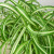 Chlorophytum comosum 'Spider Plant' House Plant