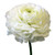 Ranunculus- 10 Single Stems  LOCAL/MPLS DELIVERY ONLY