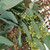 Eucalyptus - Assorted Varities -Sold Per Bunch  LOCAL/MPLS DELIVERY ONLY