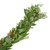 Fresh Garland - Sold Per Foot   LOCAL/MPLS DELIVERY ONLY