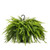 10" Outdoor  Boston Ferns Hanging Basket Locally Grown  | Mpls/St Paul  Delivery Only