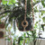 39" Natural  Colored  Plant Hanger by Soul of the Party