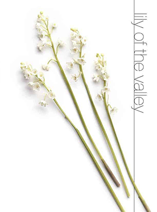 lily-of-the-valley.jpg