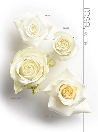 white-rose.jpg