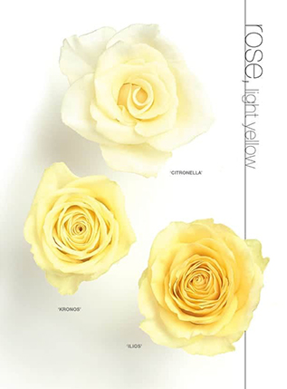 yellow-rose.jpg