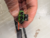 Bendix 550420N ET-2 Electronic Throttle Potentiometer Cable Assembly – Cummins N14