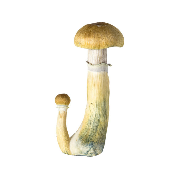 SporesMD B+ Mushroom