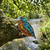 Tide Jewellery inlaid orange & blue Paua shell Kingfisher brooch