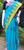 Sky Blue with Yellow and Pink border Monipuri Tant Saree