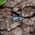 Silver Plated Mini Forget Me Not Earring