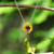 Silver Plated Sunflower With Bee Pendant
