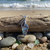Tide Jewellery Sea shell necklace