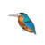 Kingfisher pin badge