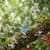 Paua Shell Hummingbird necklace