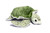 Sea Turtle Stuffy 8"
