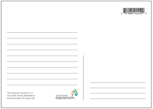 Penguins Postcard
