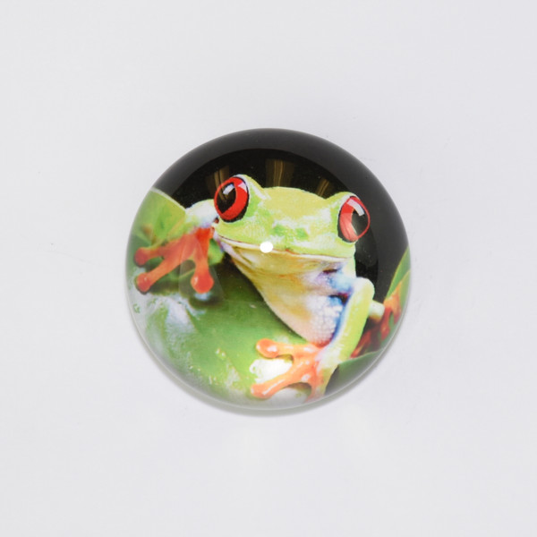 Frog Dome Magnet