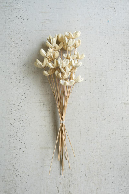 Bundle Of 24 Bleached Bullet Flowers On Stems (Pack Of 6) NGLB1017 By Kalalou