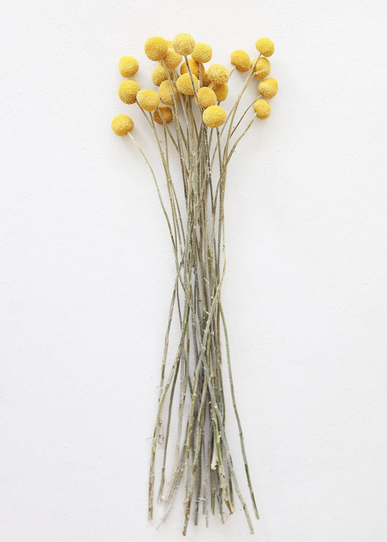 Bundle Of 25 Dried Craspedia Billy Buttons - 18-26" (Pack Of 25) ALI-YFP-GBALL-NA By Afloral