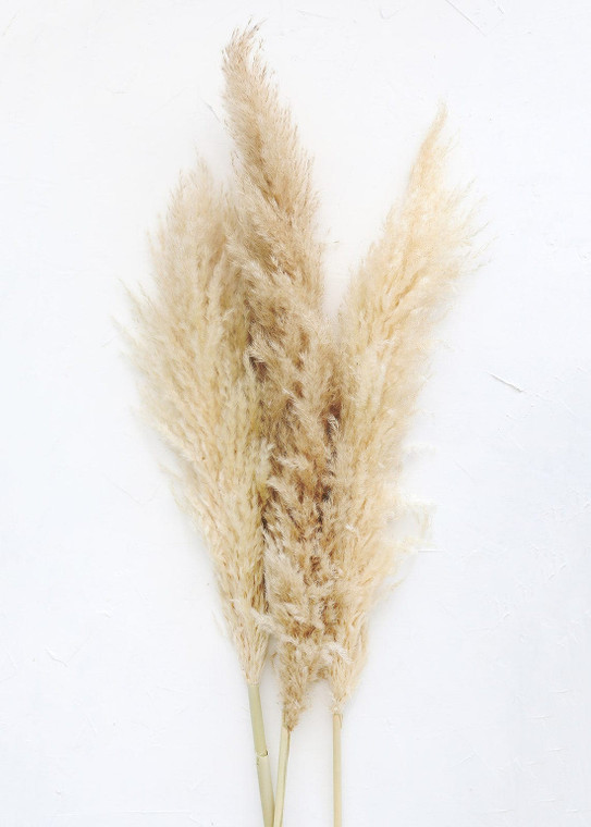 Bundle Of 3 Dried Natural Pampas Grass - 40-48" (Pack Of 3) ALI-YDF-PAMPAS-NAT By Afloral