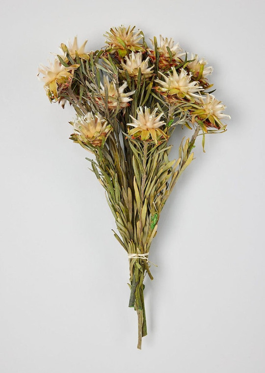 Bundle Of 13 Plumosum Preserved Flowers - 8-17" VIC-H1PMF000-1 By Afloral