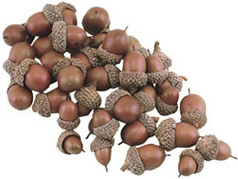 Acorns 40/Pkg. FISW513 By CWI Gifts