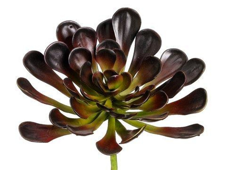 8.5" Aeonium Plant Burgundy Green 6 Pieces CA4420-BU/GR