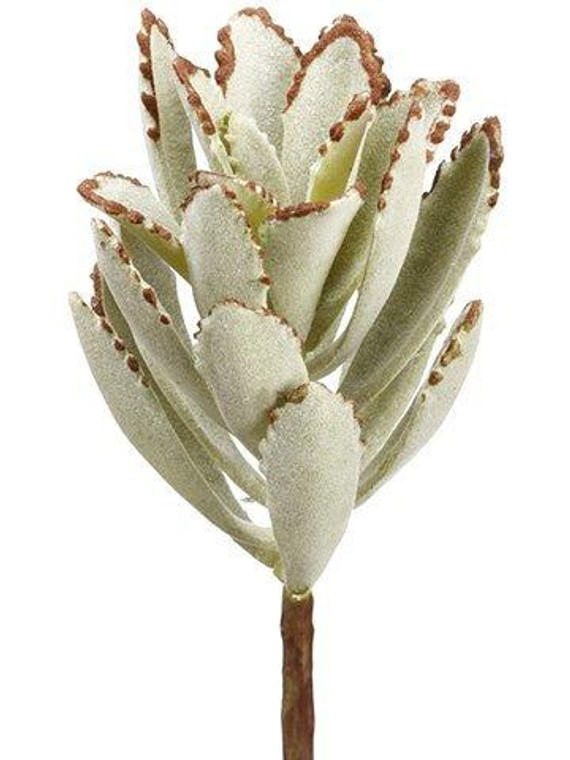 7" Kalanchoe Pick Green Gray 12 Pieces CK8329-GR/GY