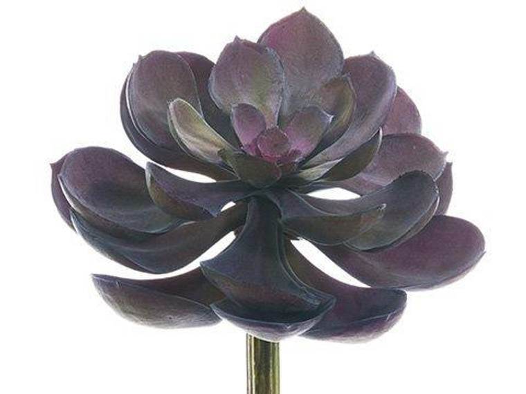 5"Lx6"W Soft Echeveria Pick Purple 12 Pieces CKE038-PU