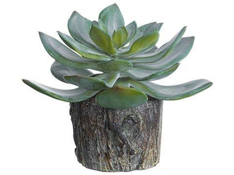 5.5" Echeveria In Cement Planter Green Gray 6 Pieces LQS263-GR/GY