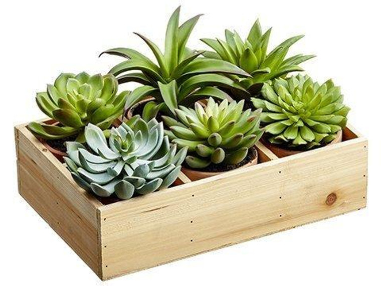 4.5"-6.5"H Potted Succulent (6 Styles/Wood Box) Two Tone Green 2 Pieces LQS540-GR/TT