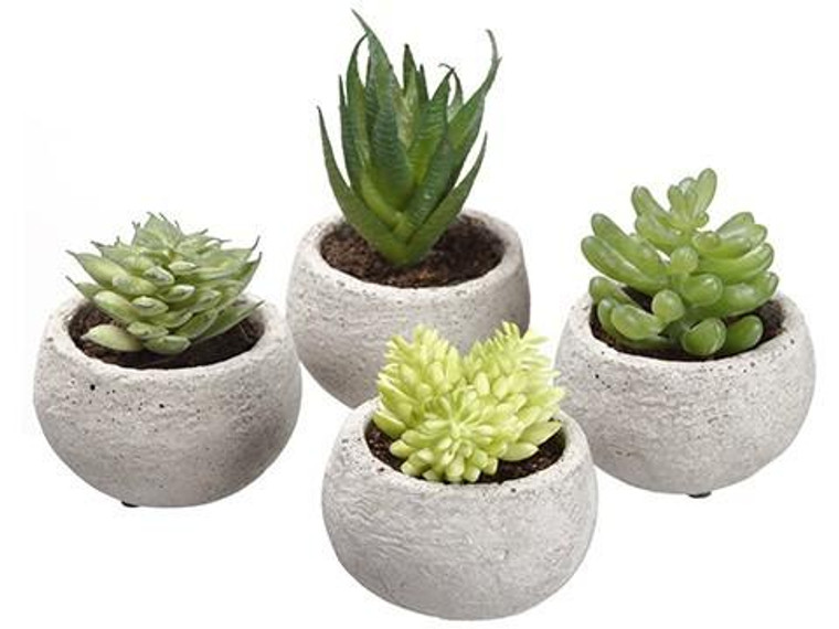 3.5"H Assorted Succulent In Cement Pot (4 Ea/Set) Two Tone Green 3 Pieces LQS590-GR/TT