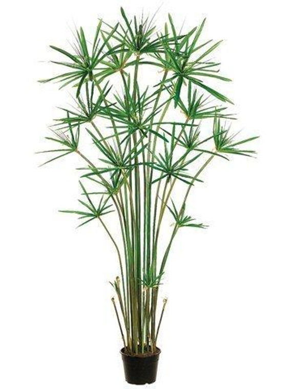 5' Cypress Grass Tree In Plastic Pot Green LTG515-GR