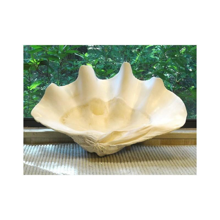 Clam Shell Half 15.5 Each Piece 2526 By Legend Of Asia