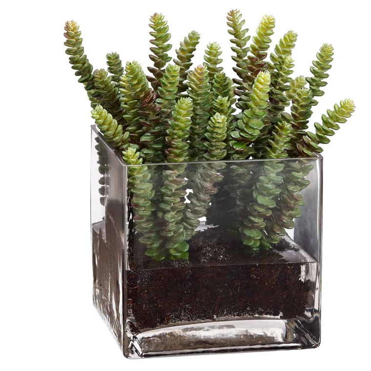 11"H X 7"W X 7"L Donkey Tail In Glass Vase Green WP8265-GR By Silk Flower