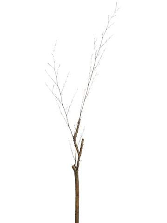 72" Twig Branch Brown (Pack Of 12) PST228-BR By Silk Flower