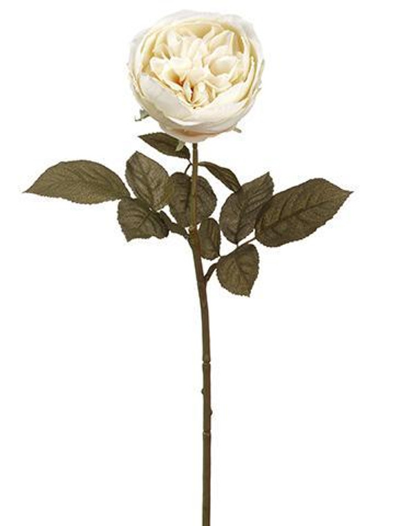 Silk English Cabbage Rose In Eggshell Cream - 25" Tall (Pack Of 2) SLK-FSR258-ES By Afloral