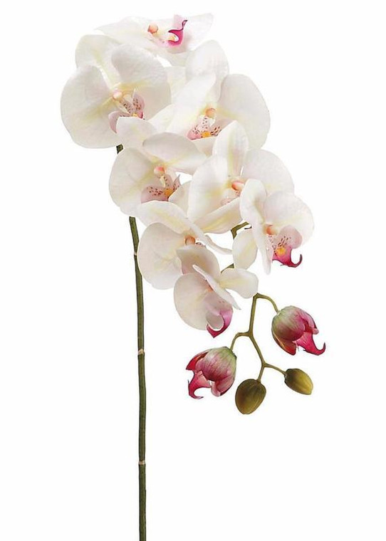 Real Touch Phalaenopsis Orchids In Cream Pink - 28" Tall SLK-HSO471-CR/RB By Afloral