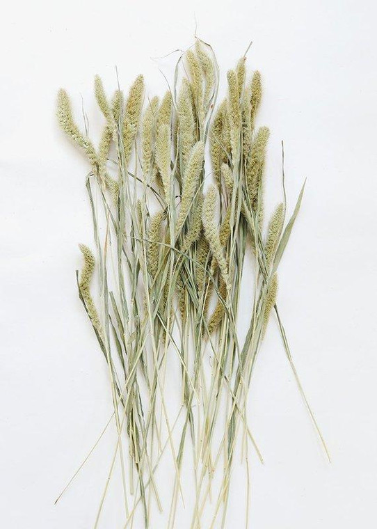 Dried Setaria Grass SCH-05885 By Afloral
