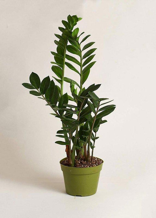 Live Zz Plant Indoor House Plant - Ships Alone SHS-1_ZZ_PLANT_6 By Afloral