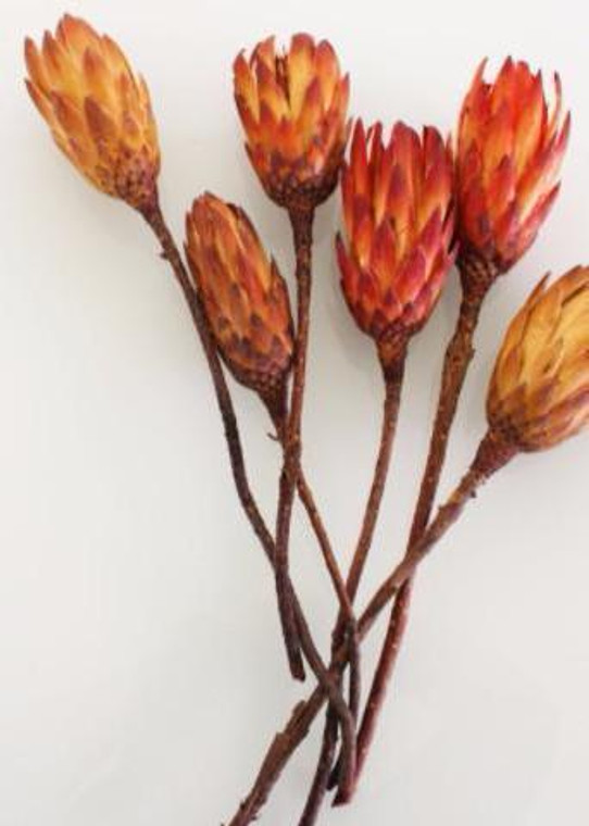 Pack Of 6 - Dried Flower Protea Repens In Red Orange KNU-53154101 By Afloral