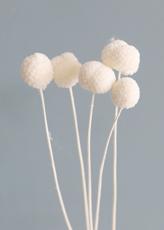 Pack Of 5 - Preserved Billy Buttons - Craspedia In White KNU-37160528 By Afloral