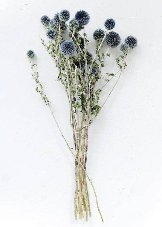 Dried Flowers Echinops Globe Thistle In Blue Green LJF-ECHINOPS By Afloral