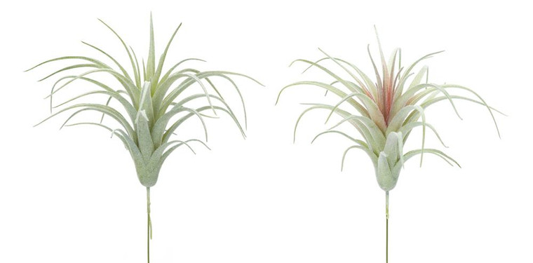 Air Plant (Set Of 24) 7"H Pvc 78389DS By Melrose