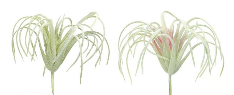 Air Plant (Set Of 36) 4.5"H Pvc 78388DS By Melrose