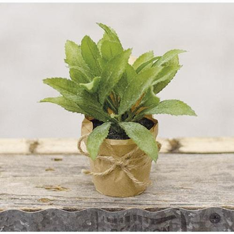 Paper Pot Herb 6" FTF6052 By CWI Gifts
