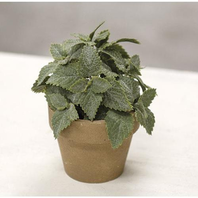 Potted Matte Mint 5" FRA5110 By CWI Gifts