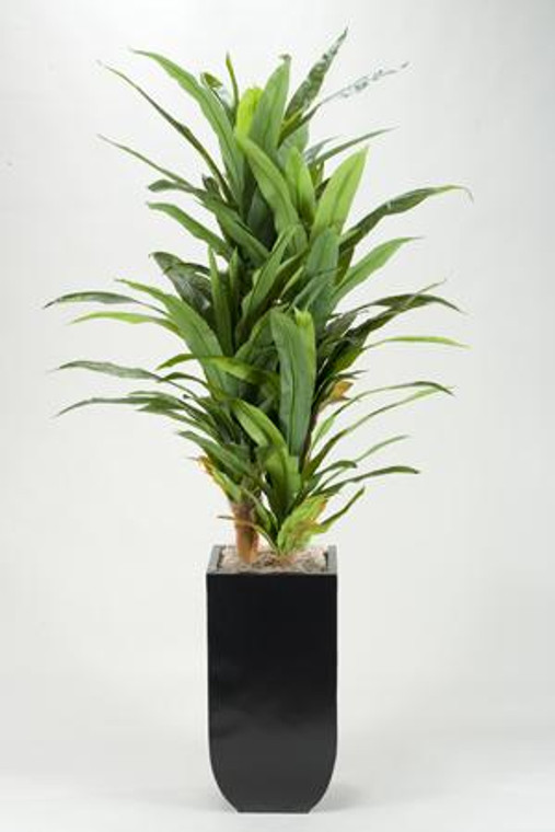 8' Corn Plant In Tall Square Metal Planter 311919 By DW Silks