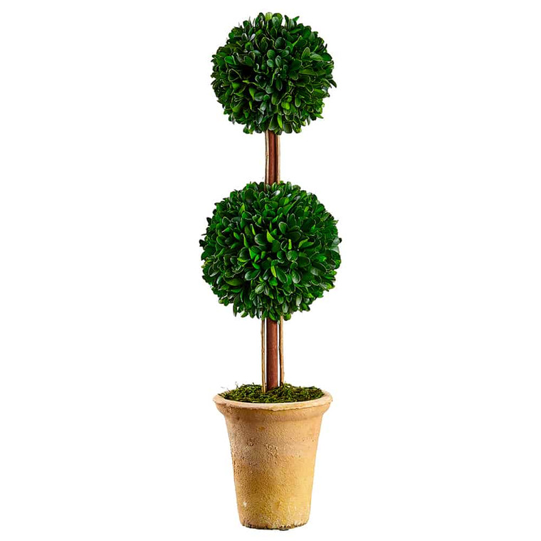 21" Preserved Boxwood Double Ball Topiary In Clay Pot Green KPB127-GR By Silk Flower
