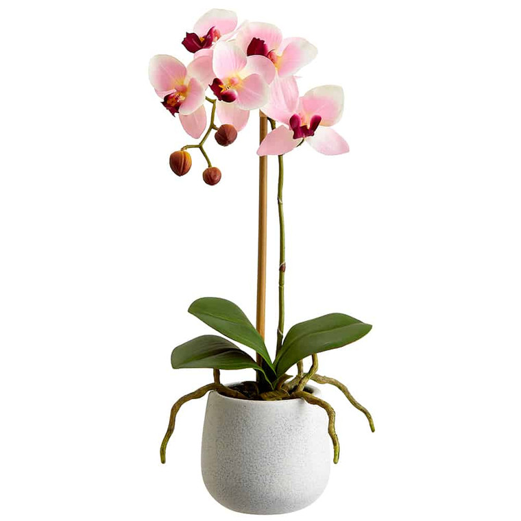 15" Phalaenopsis Orchid Plant In Ceramic Pot Pink Burgundy (Pack Of 6) LFO065-PK/BU By Silk Flower